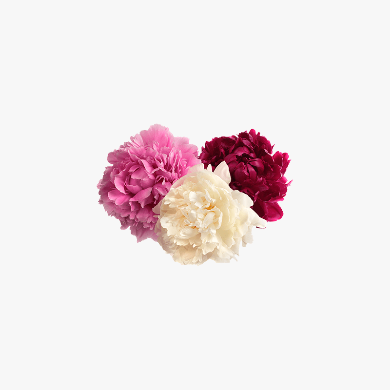 Dummy product name Flower