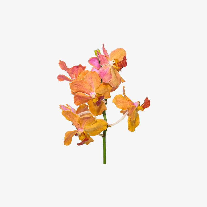 Dummy text for title Flower